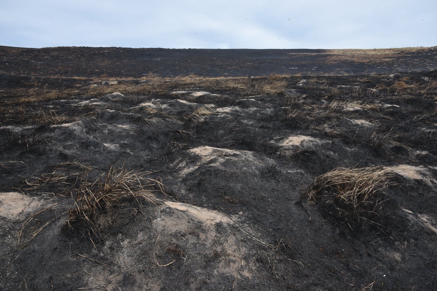 The landscape on Protection Island where rhinoceros auklet burrows are located was left blackened by last week’s fire.